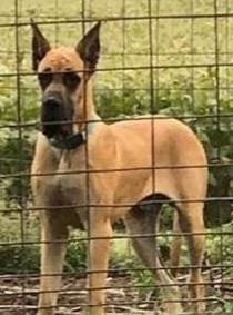 Tnt's Gentle Giant Atticus