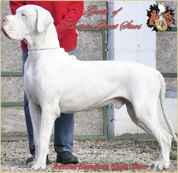 CH Garth Of Austria Great Stars
