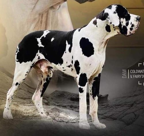 Hidden Acres King Kratos