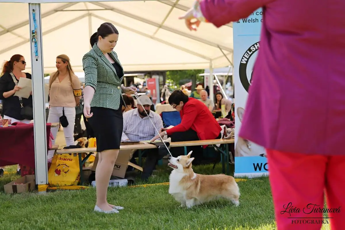 Puppy CH.SK,J.CH.SK, CH.BIH,RS,SK,SRB, CLUB WINNER SK. CHOICE OF THE QUEEN ZENIT