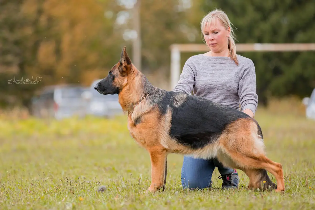 JCh.RKF, JCh.RUS, Ch.RKF GLAMUR BRID'S NIRVANA