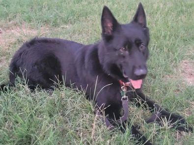 G-Diamond L'Acadienne