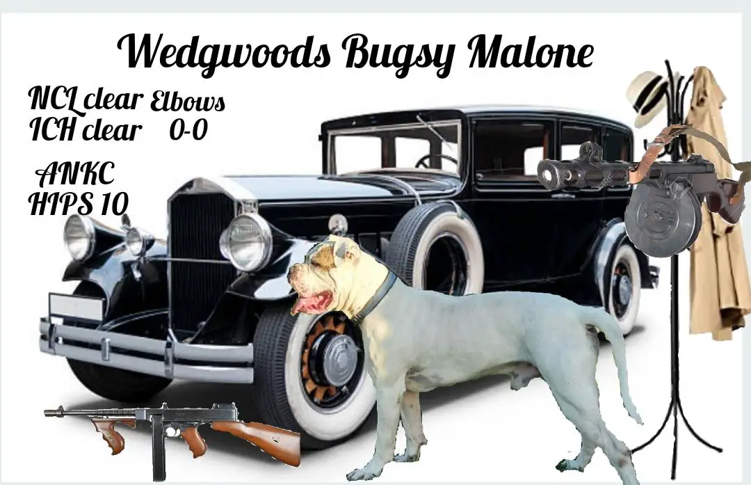 Wedgwoods Bugsy Malone