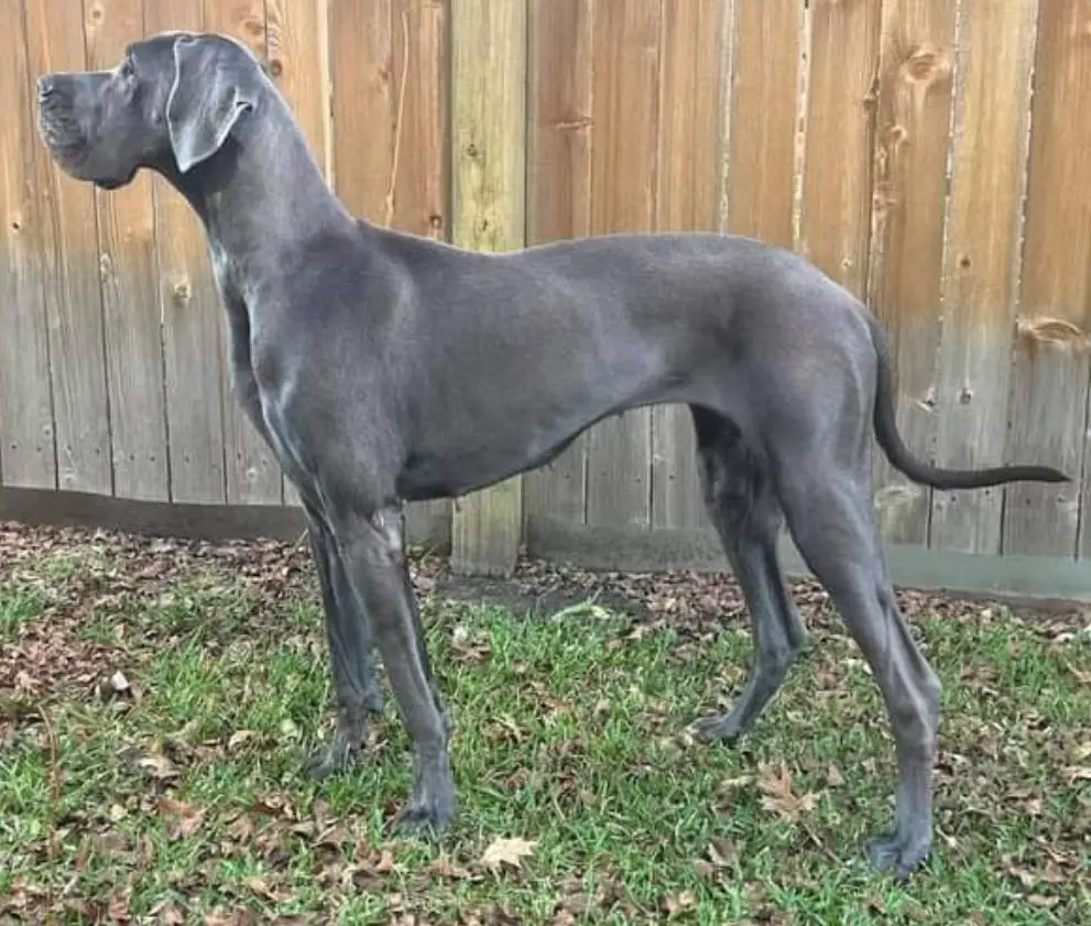 Harley Of Landry's Bleu Reign