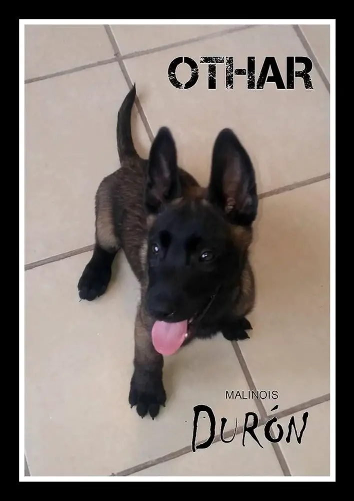 Othar (Duron)