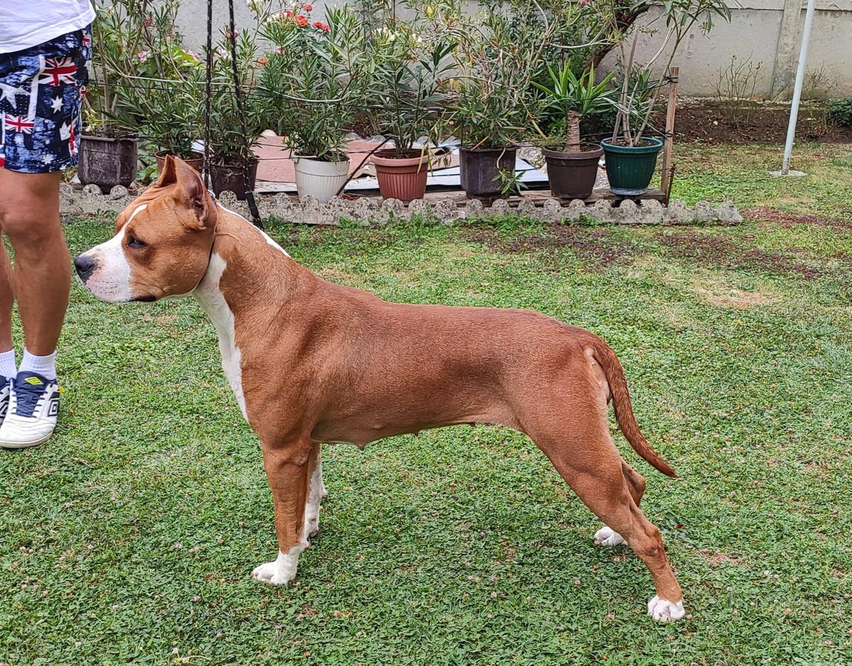 JCH Sky Forger's Dakota