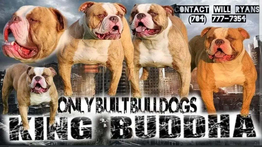 Only Built Bulldog's King Buddha