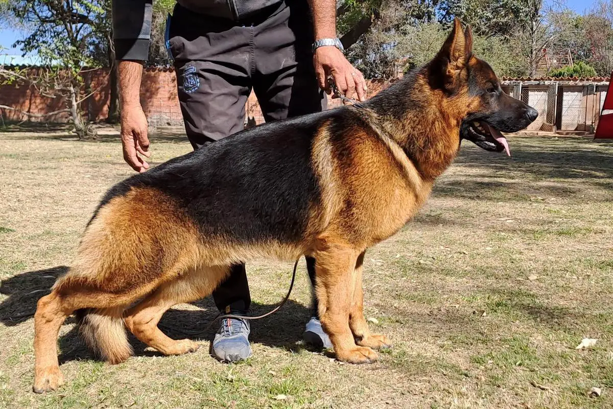 V Canto von der Rheinhalle