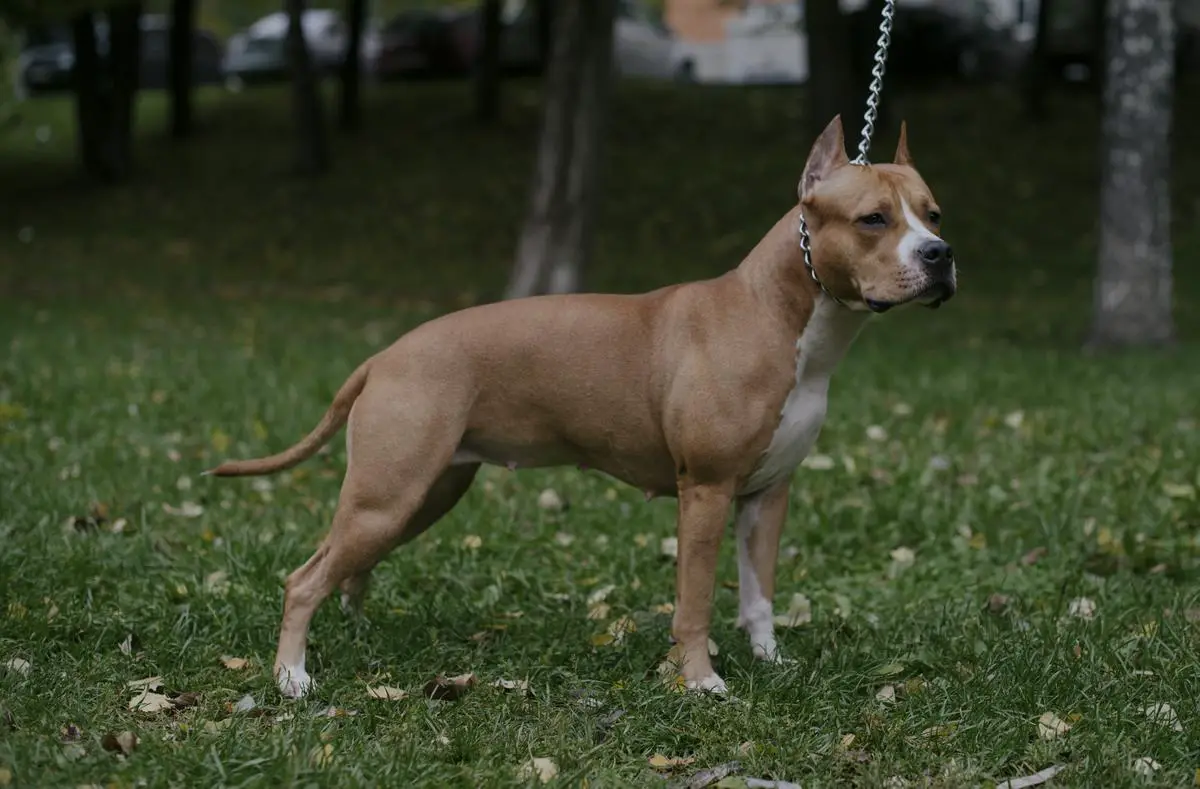 JCHRUS, JCHRKF, CHRUS, CHRKF RUSSKIE VIKINGI INTEGRA