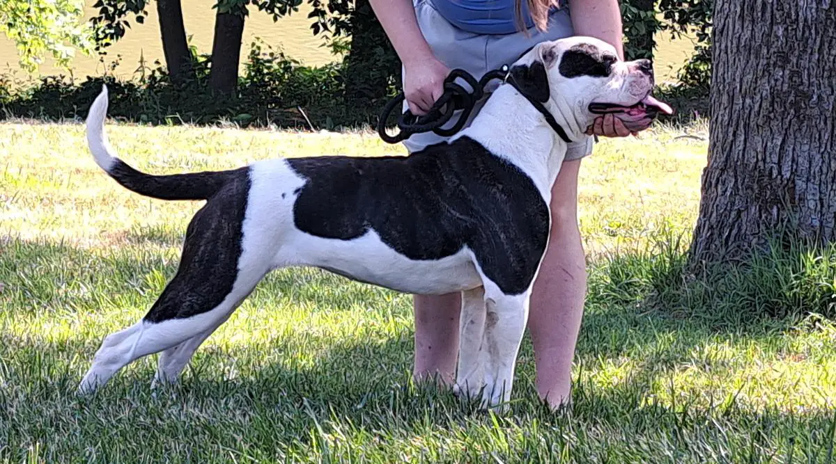 BEST IN SHOW 2022 MRT'S Valkyrie of Johnson Kennels