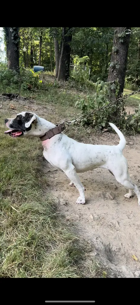 Deer Dancer’s Dorris