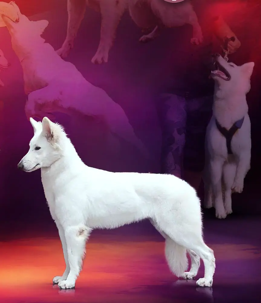 Best of Breed in Mexico 2022, JCH.MX, JCH Internacional CHMX Hubble Bubble Iz Beloy Brigady