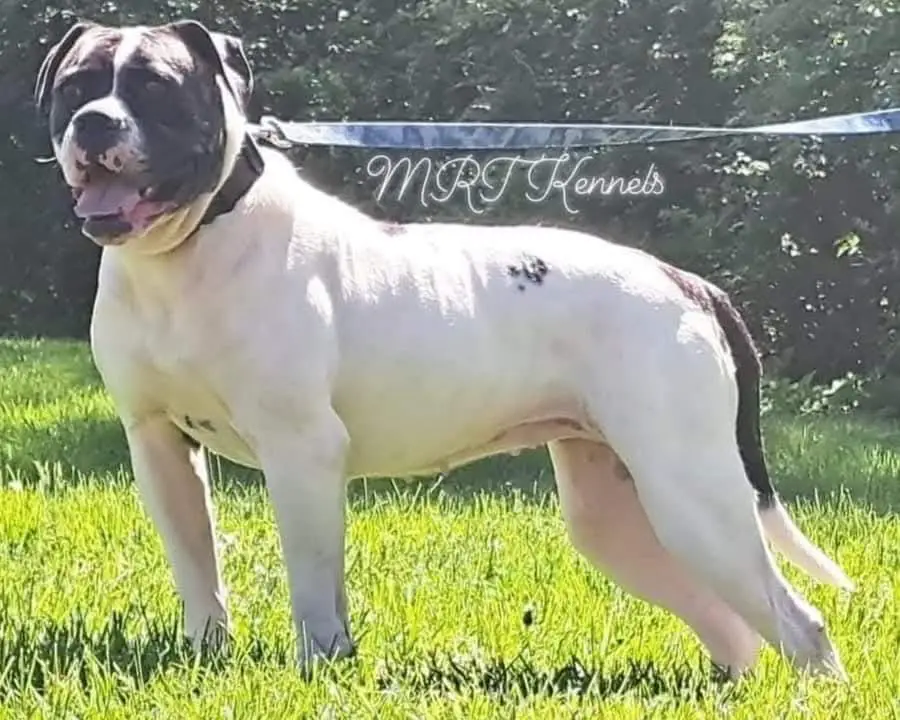 MRT'S Amora OF JOHNSON KENNELS