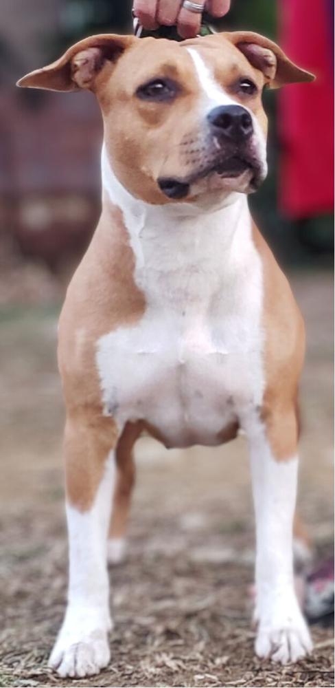 Ch D&E Encanto del Sur Vida