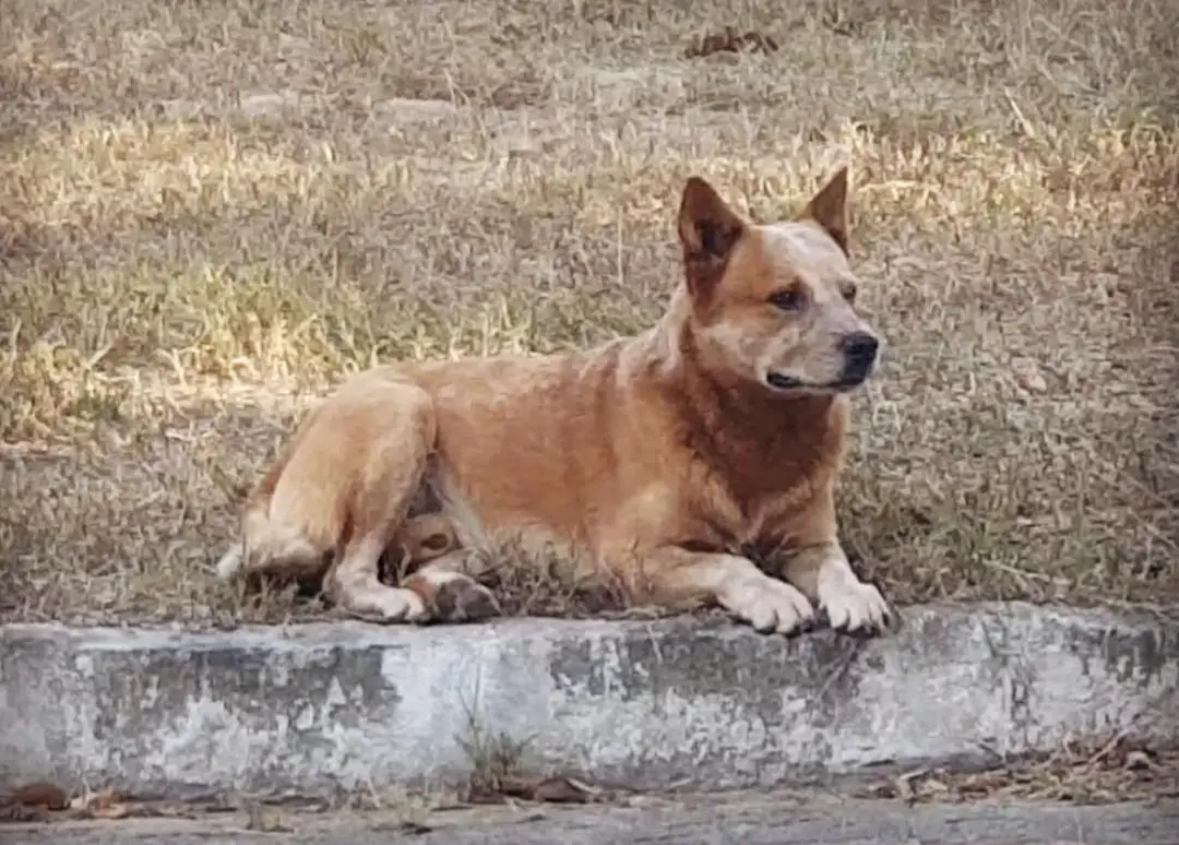 Quality Heelers Everest