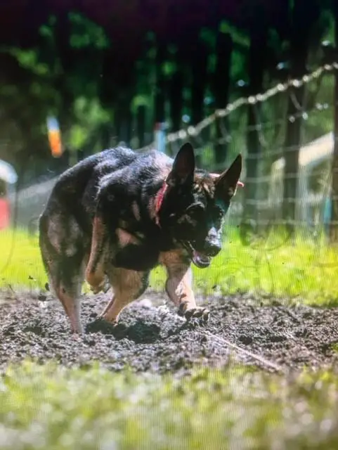 Smyrna Vom Haus Tatum