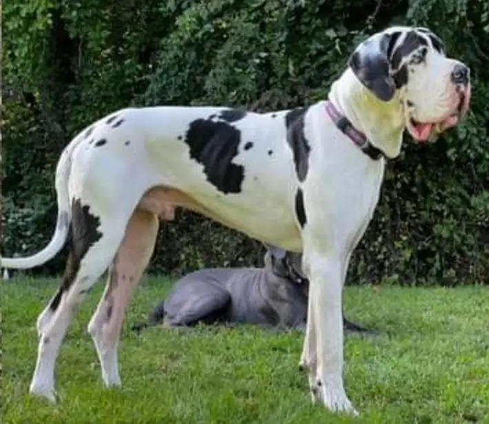 Mateo Of Chickaree Mountain Danes