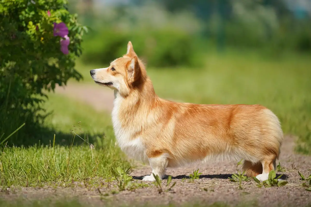 JCH RU AIRYSHIRE Dainty Flower