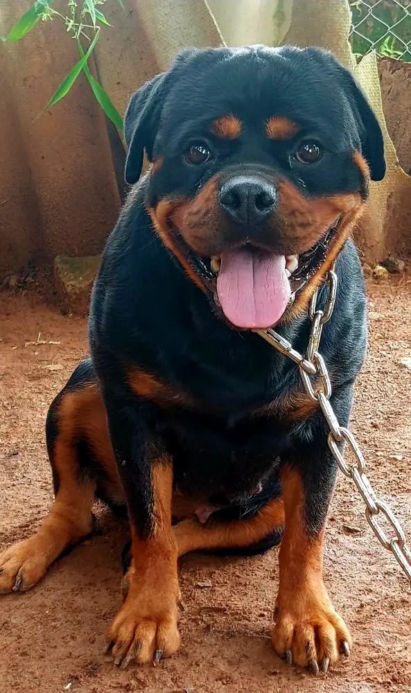 ARROW BLACK M93 VH GOLDEN WIDERSHEIN