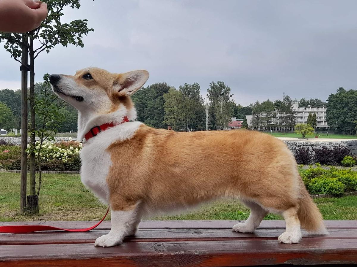 FELICHITA z Piashchotnai Zorki