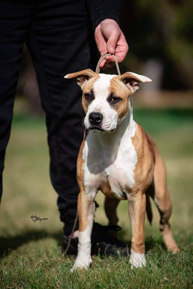 Aus ch JC Ring Angels Barbie Girl