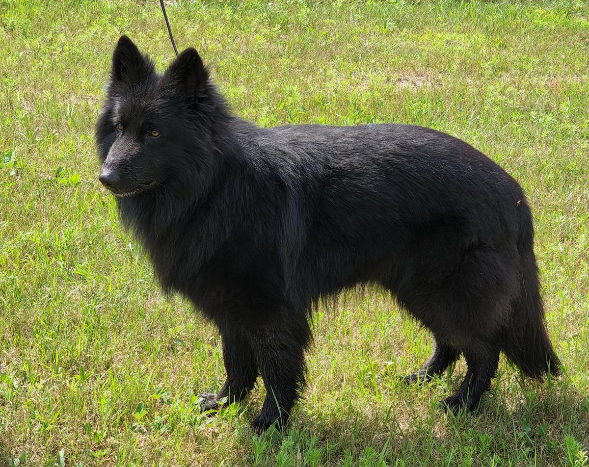 Max (Alpha)