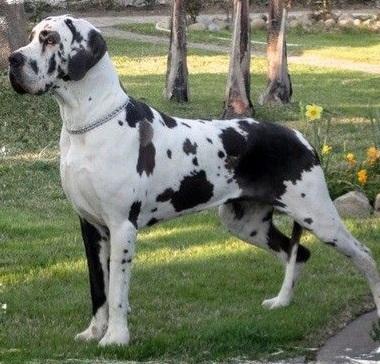 Eufemia della Torre di Velia