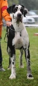 Conie du Jardin de L'Olympe