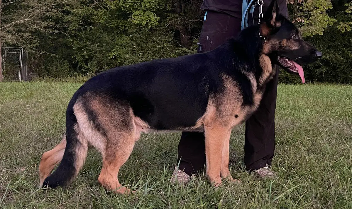 Beauxregard les Fidelis