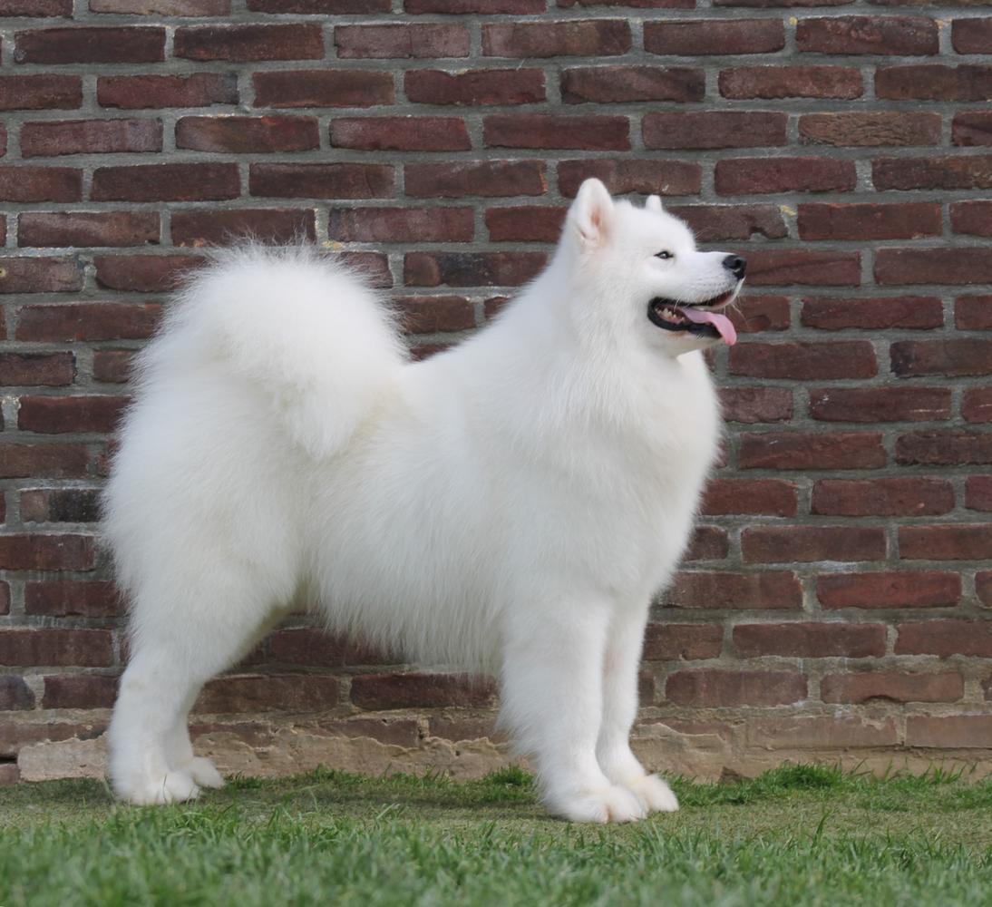 BISB BISSB JBISS JBIS BIG Multi JCH CH LU, VDH Vanderbilt's Lucky Fox