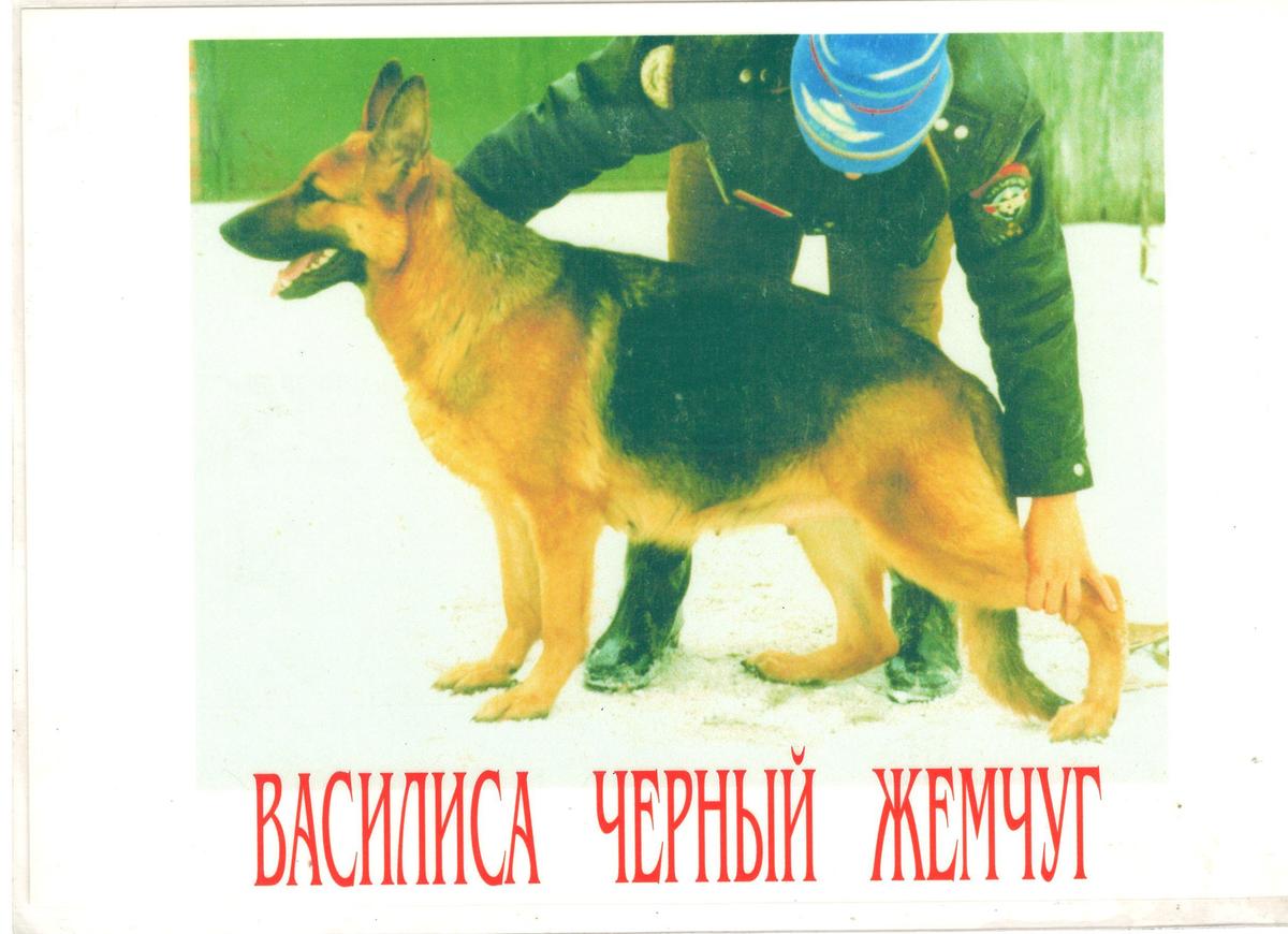 CHernyj ZHemchug Vasilisa