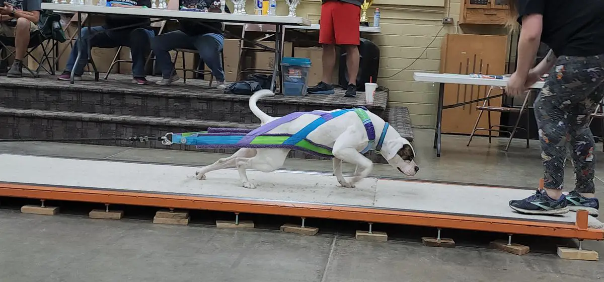 2022 ADBA 75-85 F NAT'L CH, 2022 UPF 70# NAT'L CH Hosfelt's knock your lights out