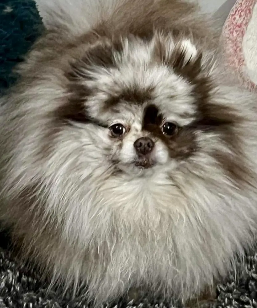 Spicey Chocolate Chai Latte