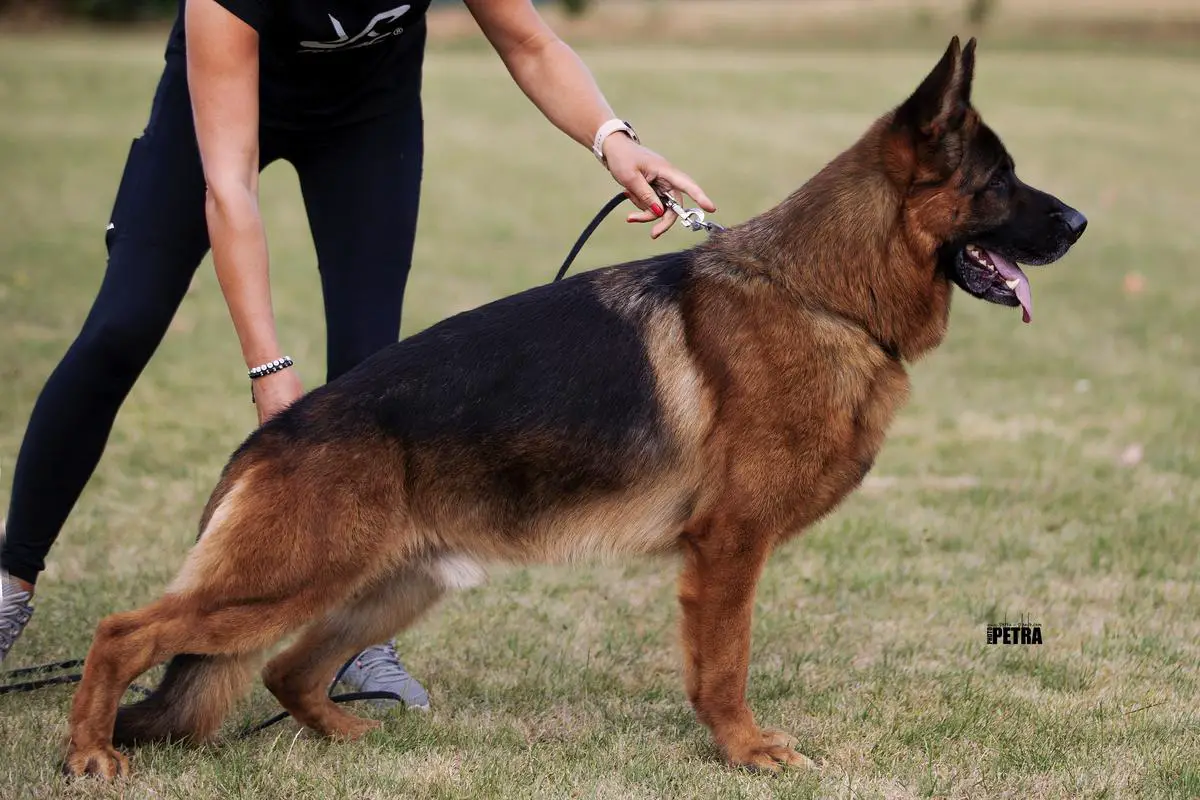 V Hawky vom Bierstadter Hof