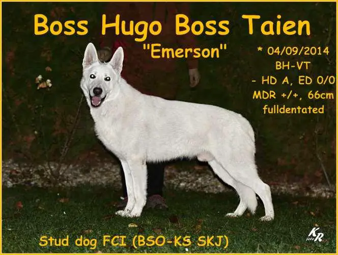 Boss Hugo Boss Taien