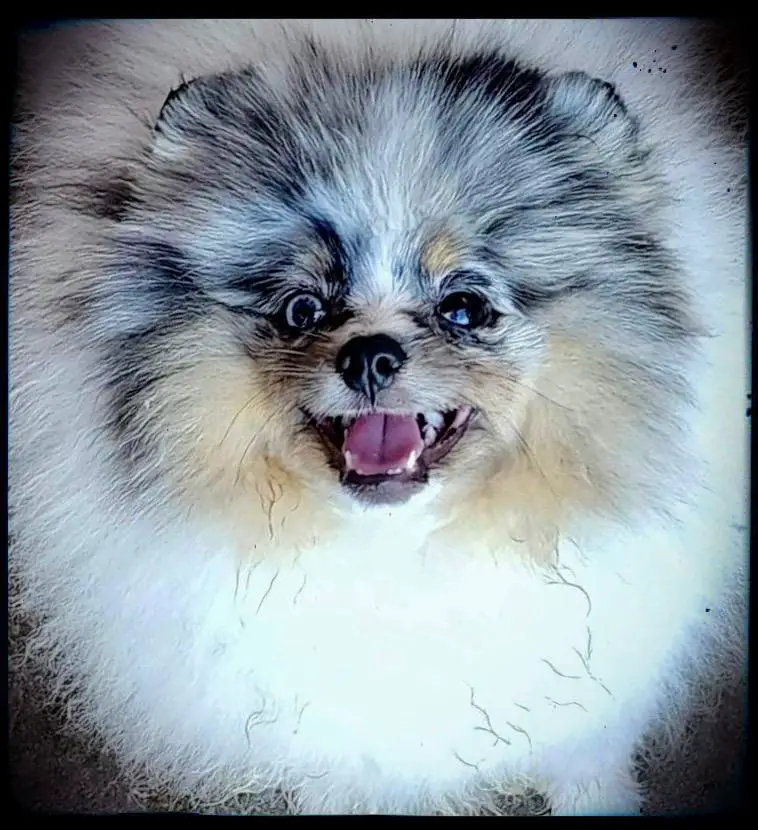 My Secret Poms Davinci@ Bei Colori
