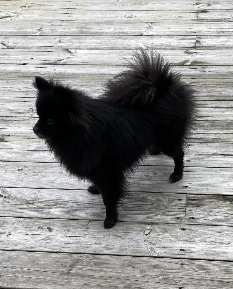 Bowpoms Lilo