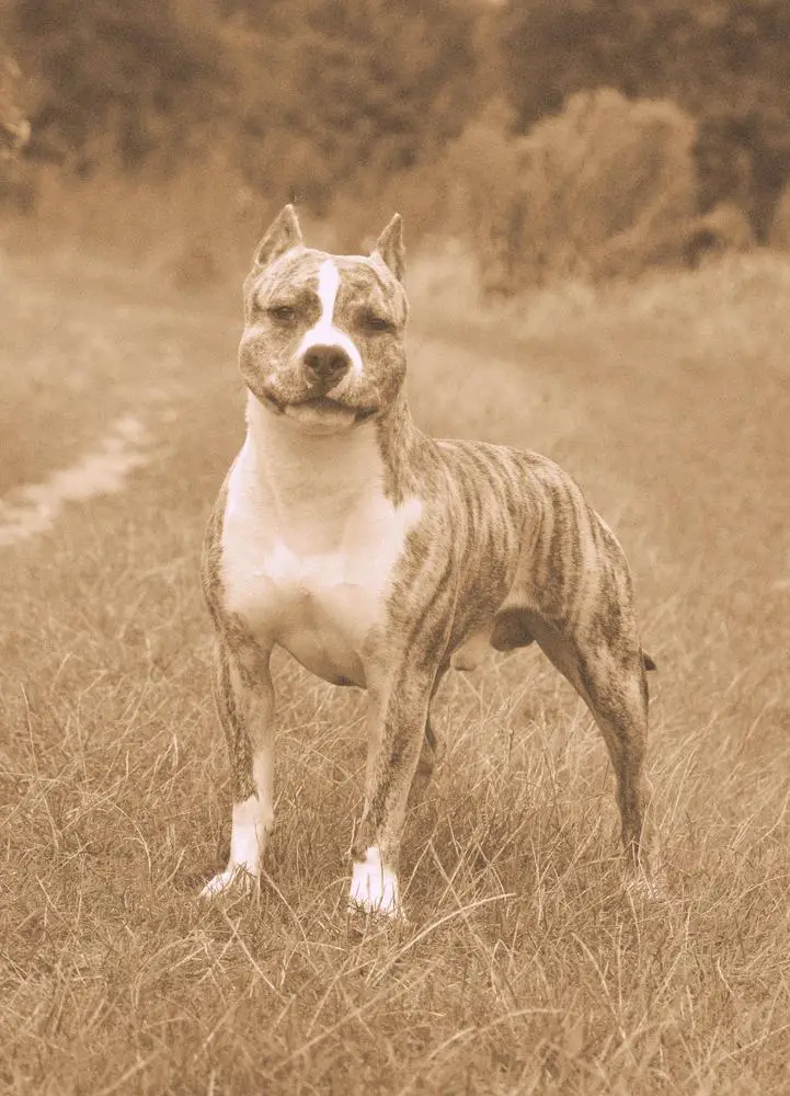 JUNIOR CH.PL CH.PL CH.RO. PINNACLE'S FEELS LIKE THUNDER