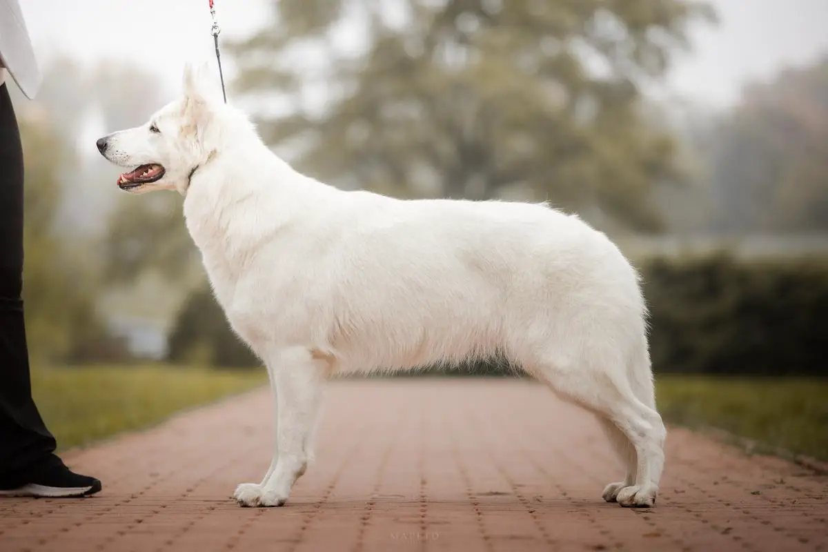 AURORA Alba Patronus
