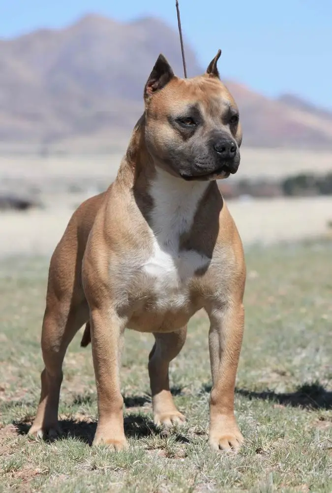 CH 'PR' Bartin's This Is The Way