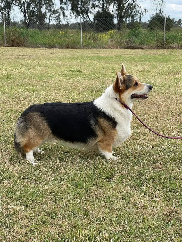 Mollypops Midnight Jade