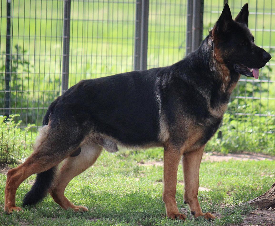 Beau-Batu Von Der Weizenfelder