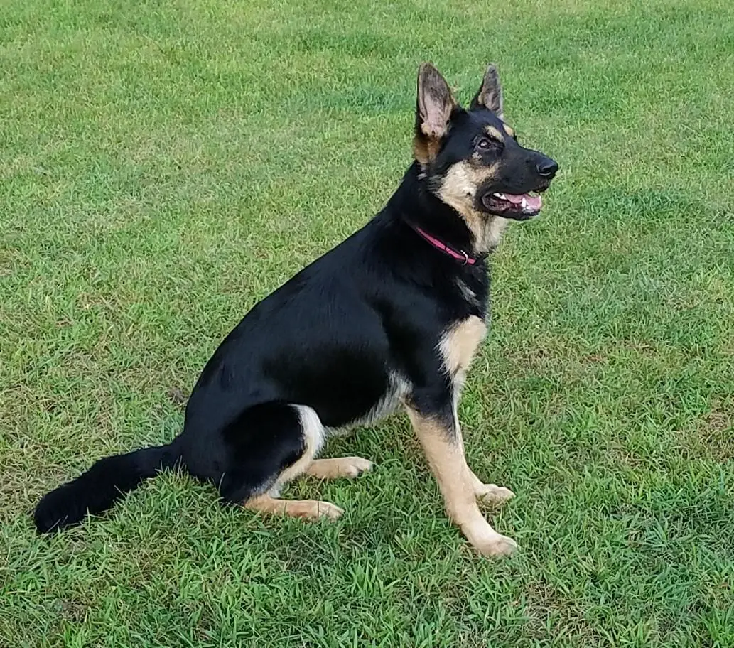 Hesse's Bandit of Caila
