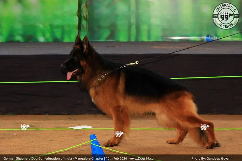 3×V1,5×SG1,IND CH TEAM WOLFGANG BRED (BRAD)