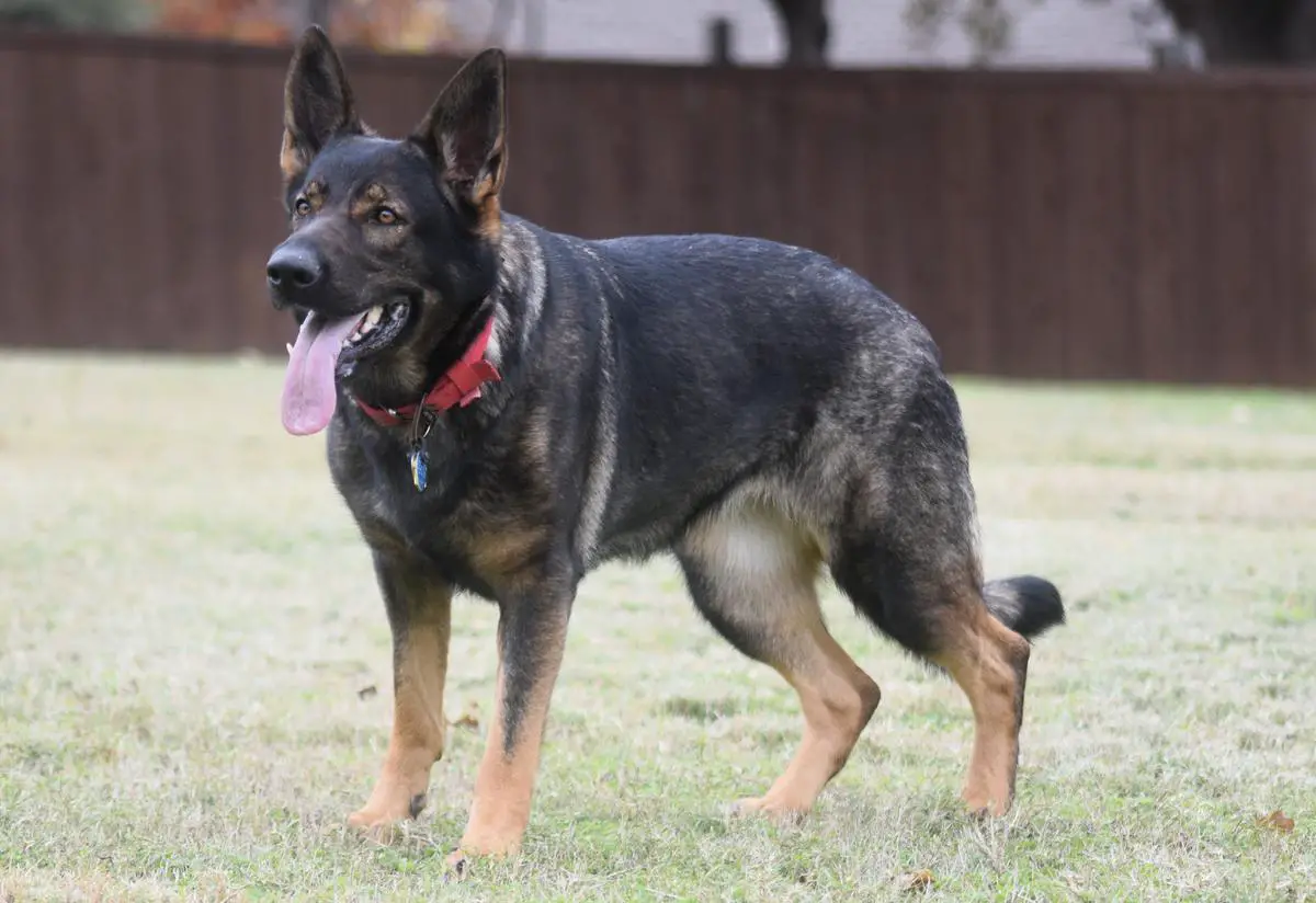 Mother Of Pearl Von Schraderhaus