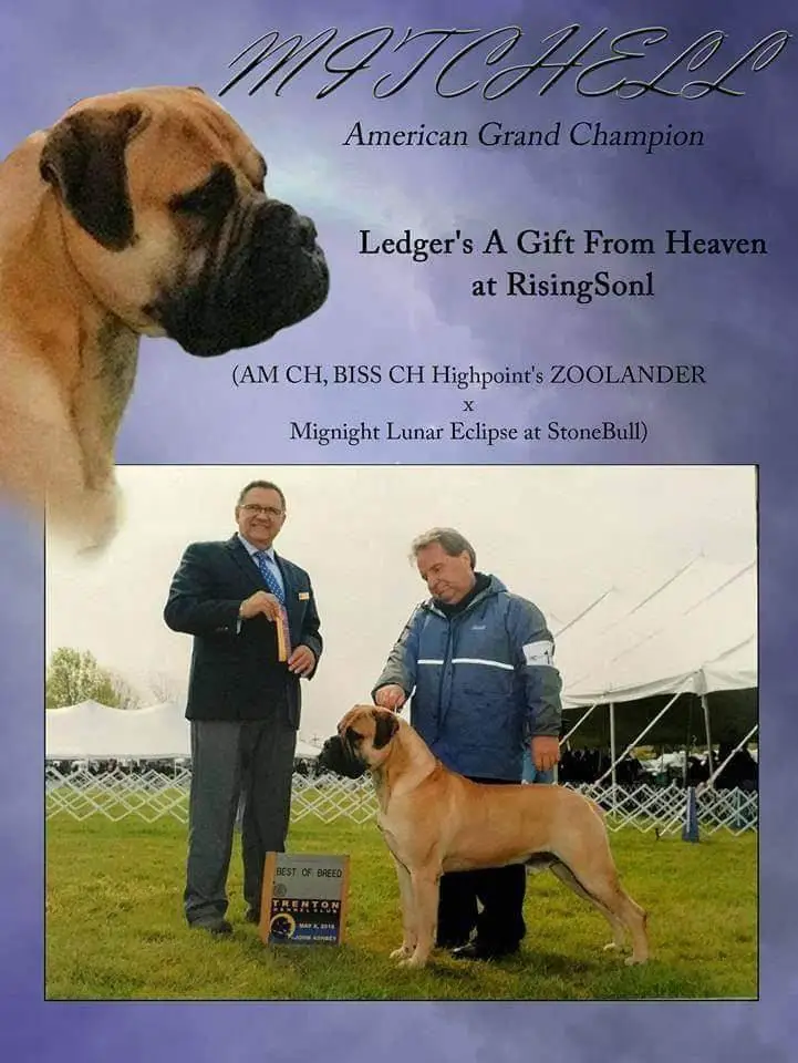 AM GRAND CHAMPION Dredger's A Gift From Heaven at RisingSon