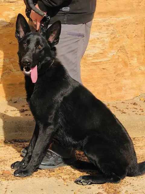 ATILA VOM SPITZENHUND