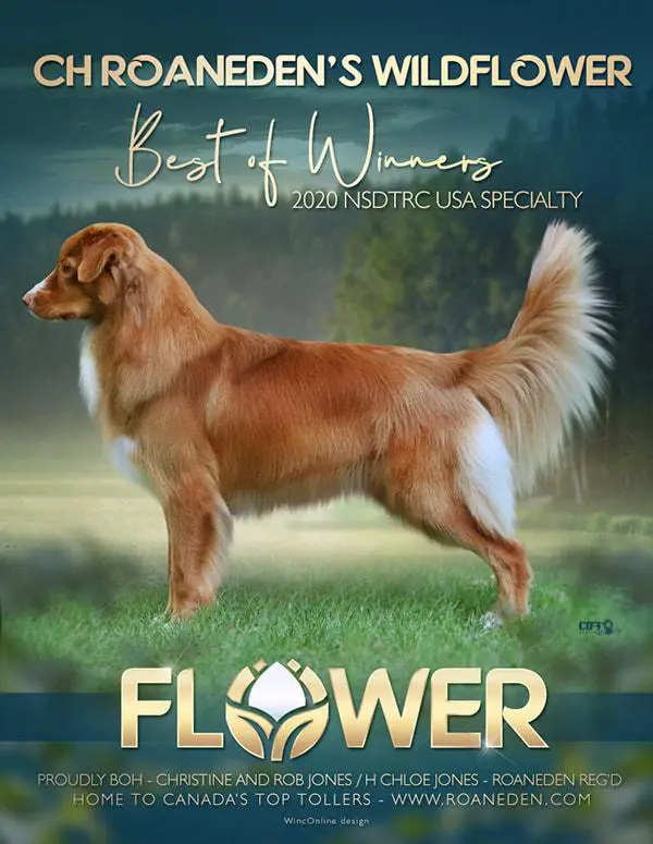 BPISS Am CH Can GCH Roaneden's Wildflower