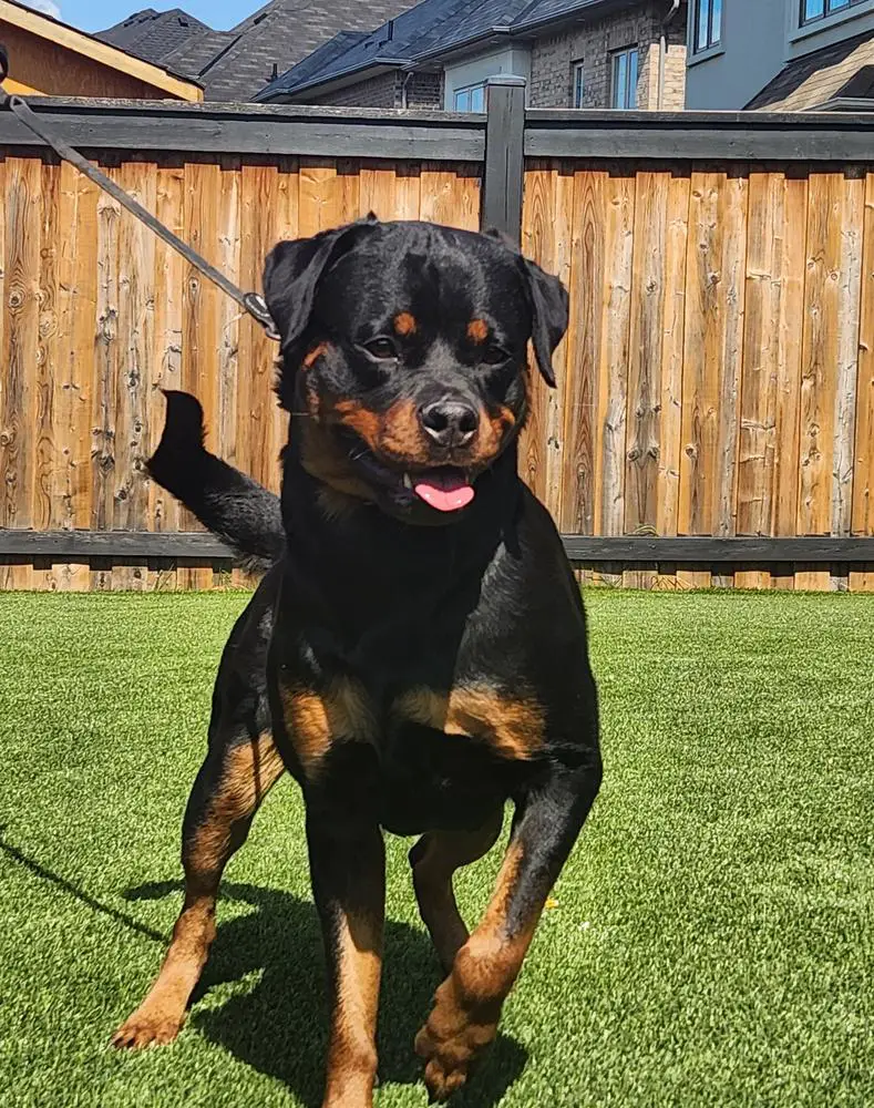 Envy Vom Hause Neubrand