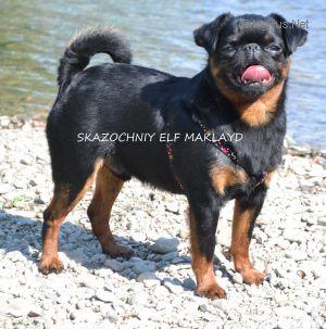 J.CAC 2 x CAC, CACIB, 2x WWII. Champion of Crimea, Champion SKAZOCHNIY ELF MAKLAYD